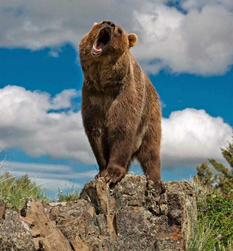 grizzly-bear-population-density-in-the-yellowstone-national-park-u-s